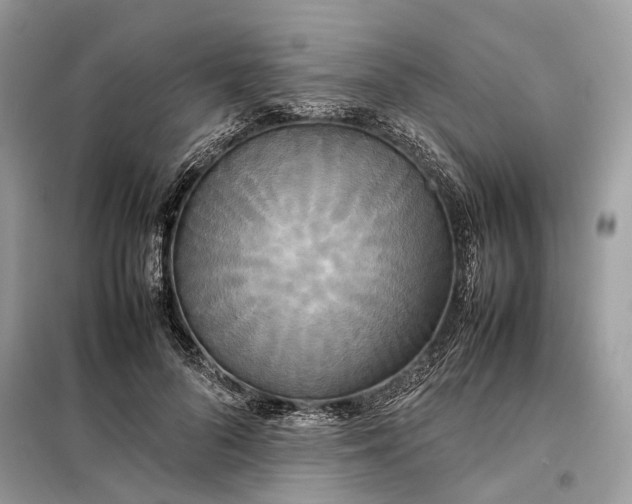 X0000099230696200805081557