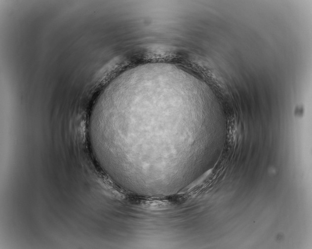 X0000099230716200805081557