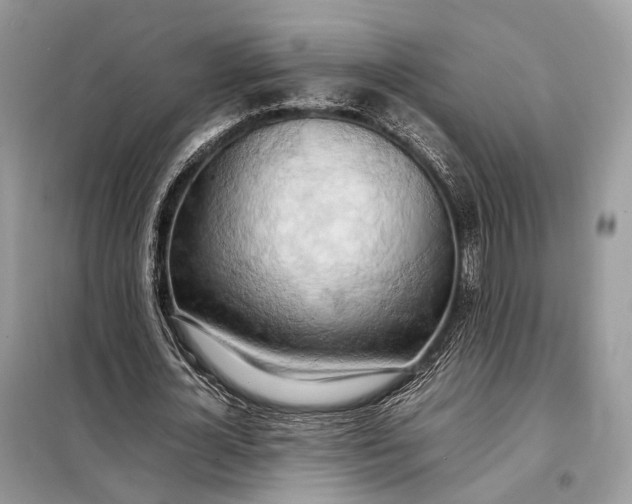 X0000099230724200805081556