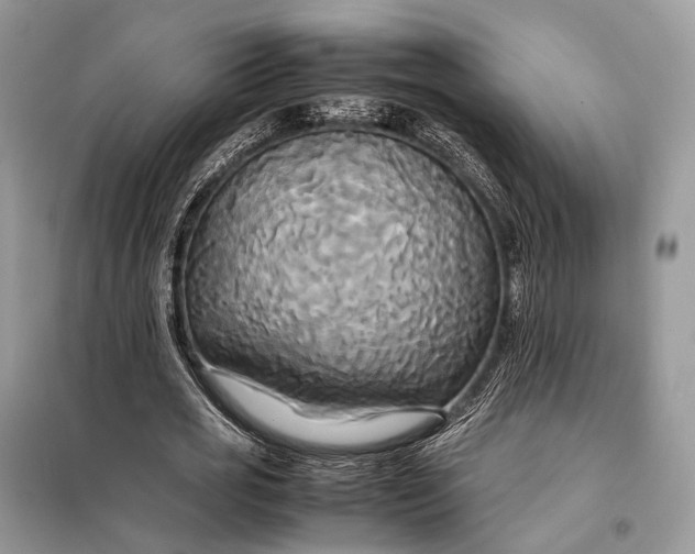 X0000099230725200805081556