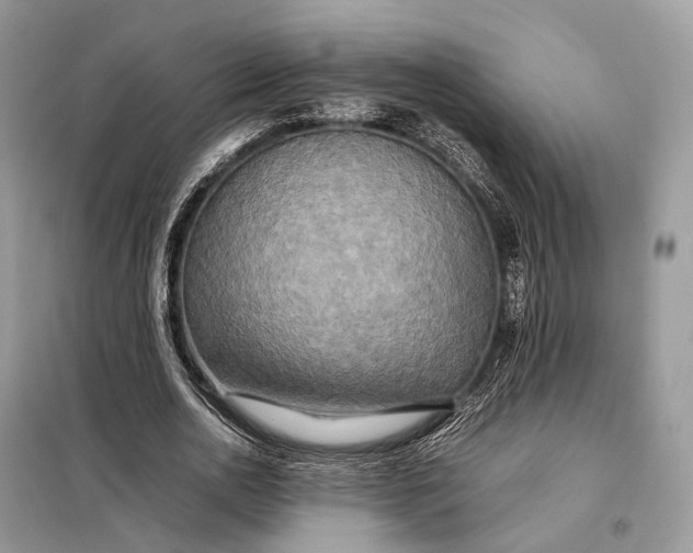 X0000099230726200805081556