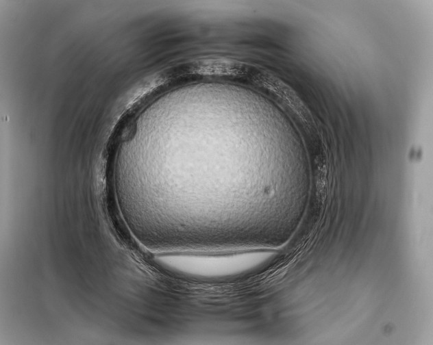 X0000099230727200805081556