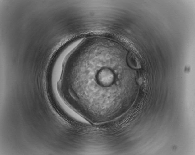 X0000099230734200805081556