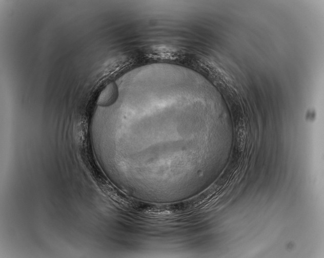 X0000099230747200805081557