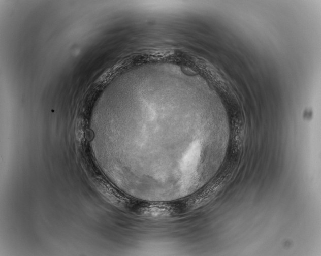 X0000099230758200805081557