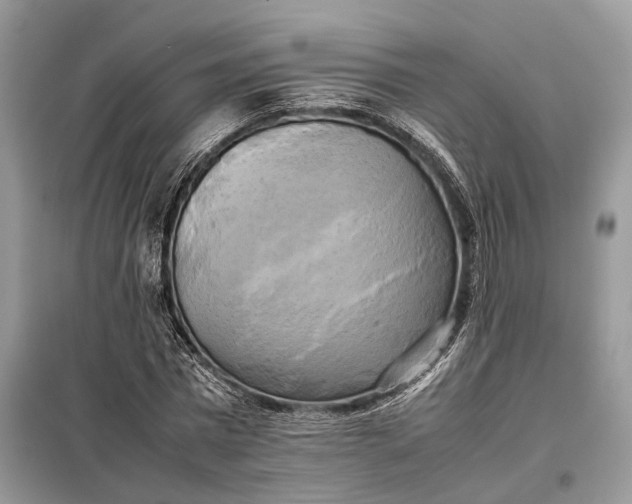 X0000099230777200805081556