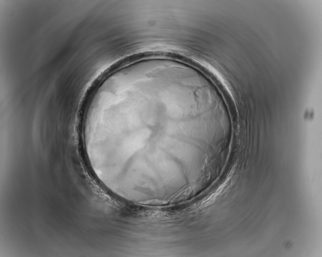 X0000099230783200805081556