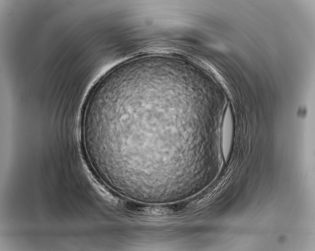 X0000099230795200805081556