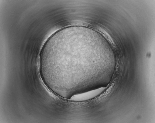 X0000099230804200805081556