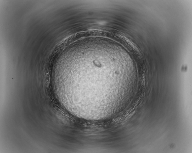 X0000099230821200805081555