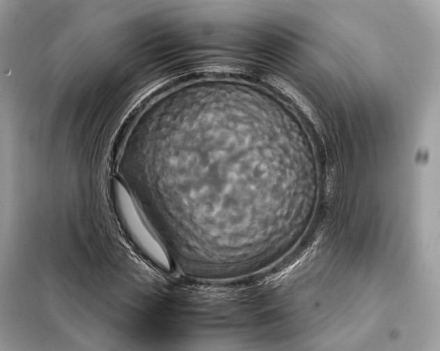 X0000099230829200805081555