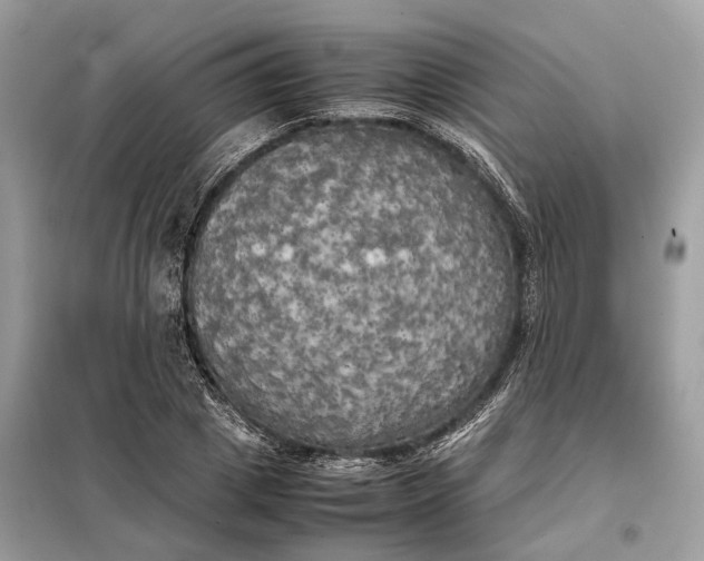 X0000099230833200805081555