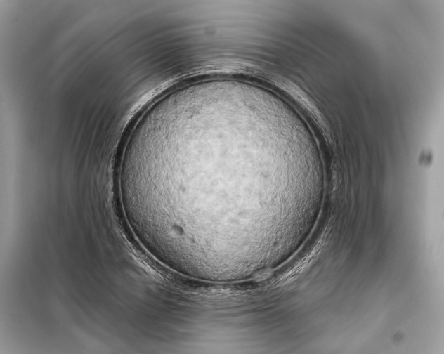 X0000099230834200805081555