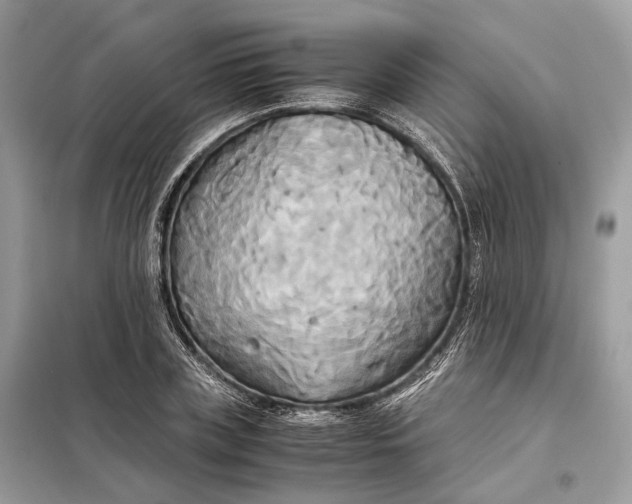 X0000099230835200805081555