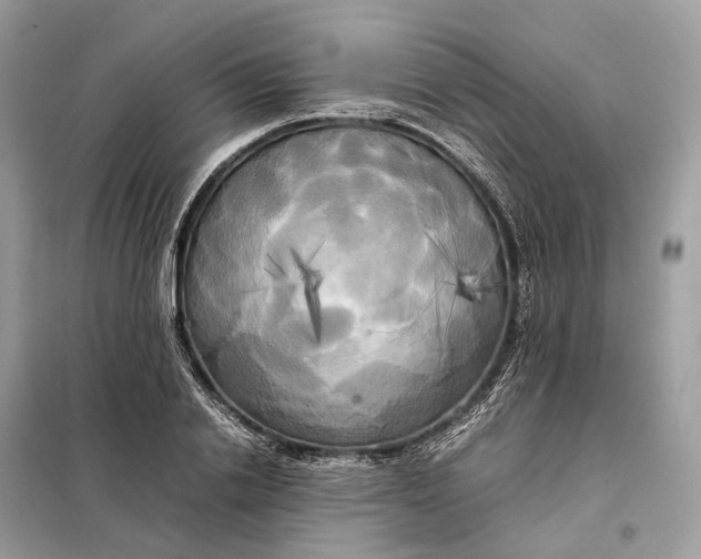 X0000099230838200805081555