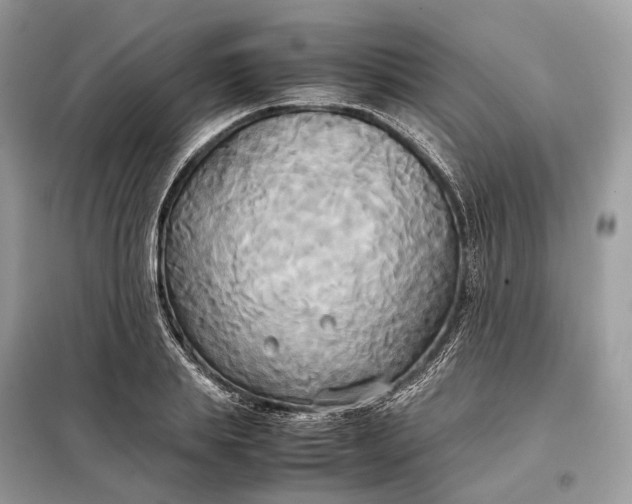 X0000099230839200805081555