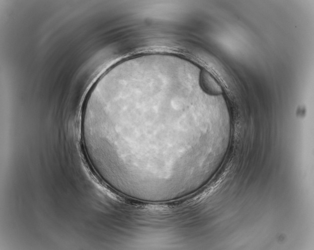 X0000099230844200805081555