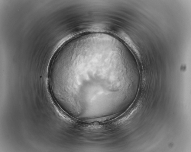 X0000099230845200805081555