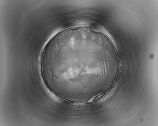 X0000099230859200805081556