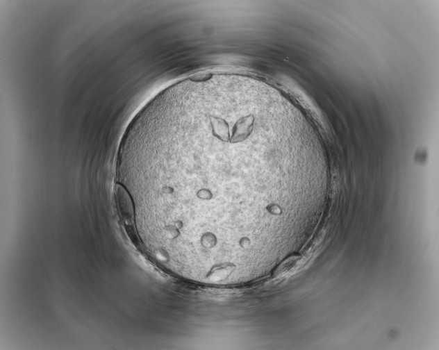 X0000099230860200805081556