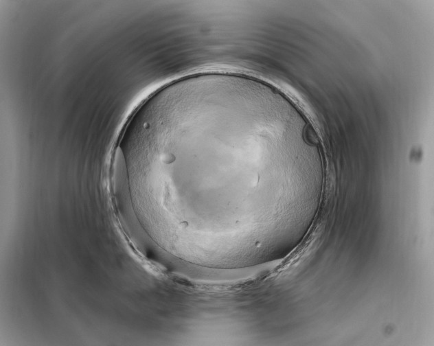 X0000099230862200805081556