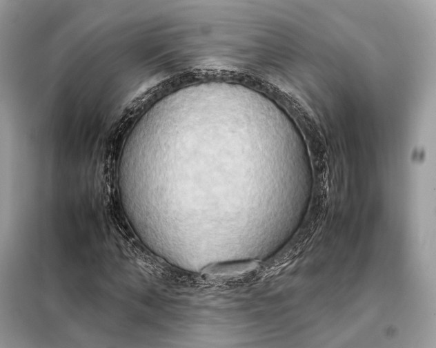 X0000099230870200805081555