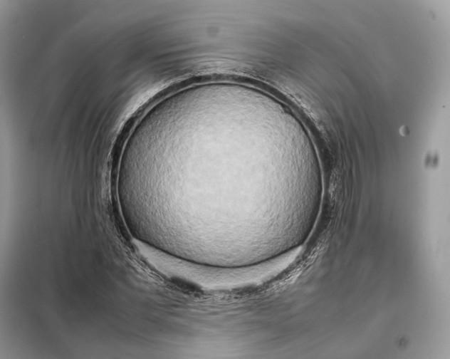 X0000099230877200805081555