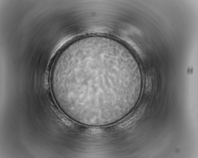 X0000099230878200805081555