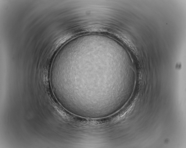 X0000099230881200805081555