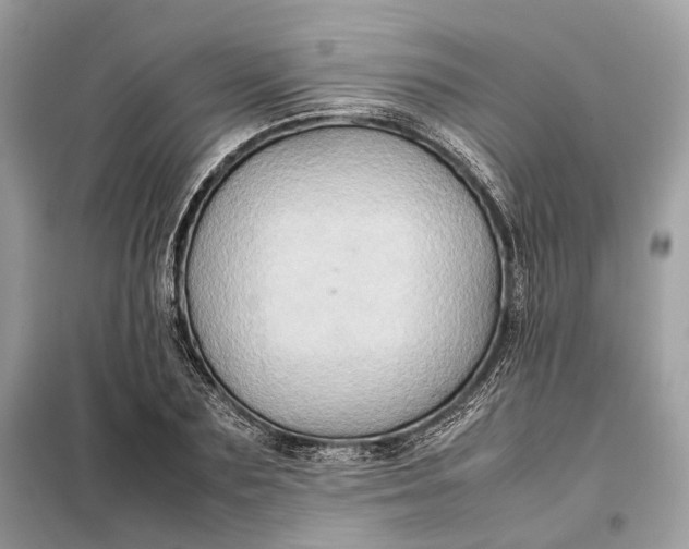 X0000099230883200805081555