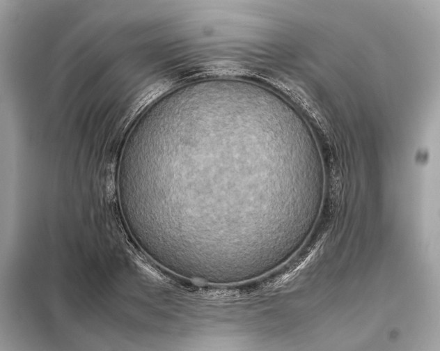 X0000099230889200805081555