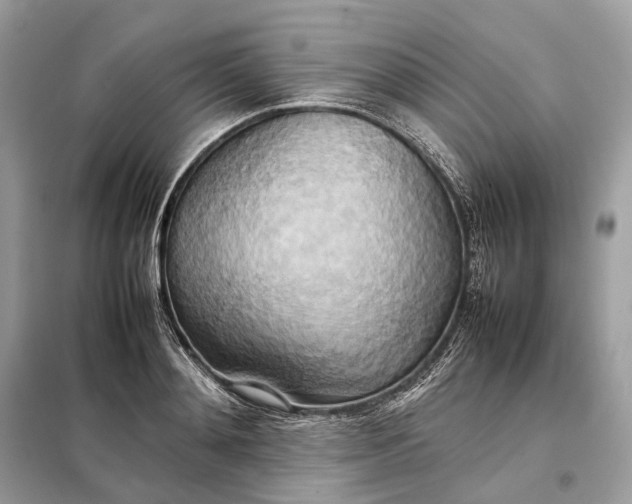 X0000099230892200805081555