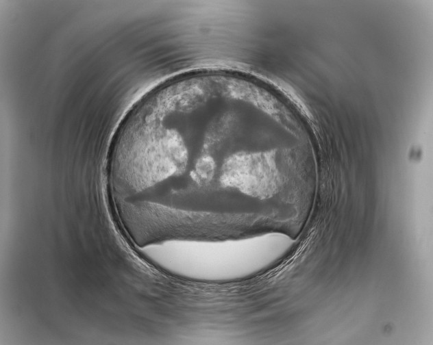 X0000099230895200805081555