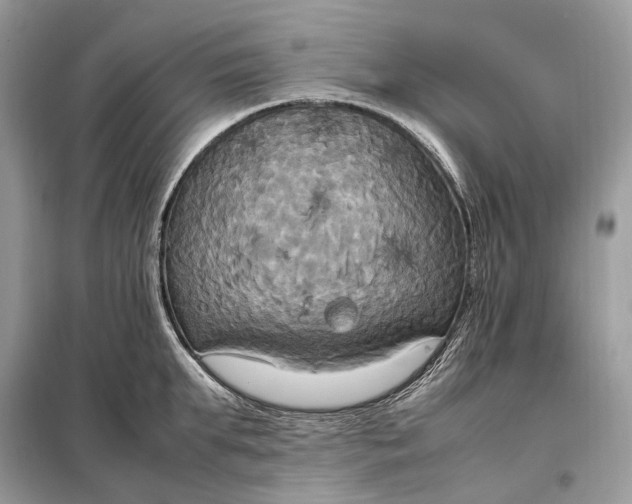 X0000099230903200805081554