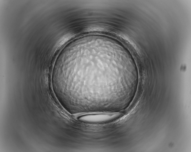 X0000099230921200805081553