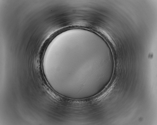 X0000099230923200805081554