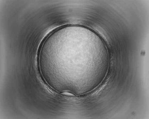 X0000099230932200805081554