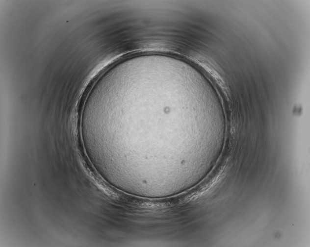 X0000099230933200805081554