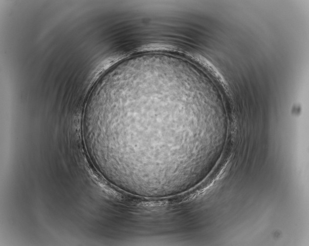 X0000099230937200805081554