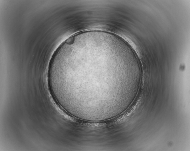 X0000099230949200805081554