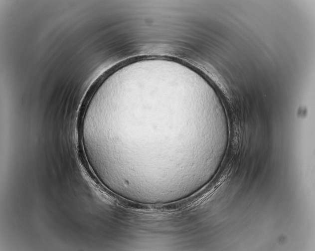 X0000099230980200805081553