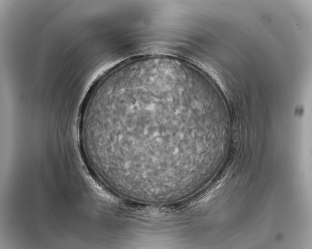 X0000099230987200805081553