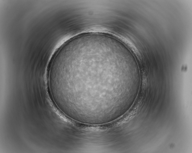 X0000099230990200805081553