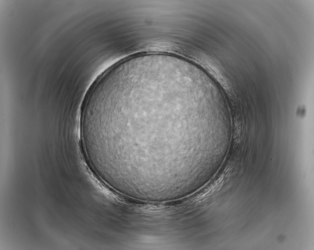 X0000099231036200805081552