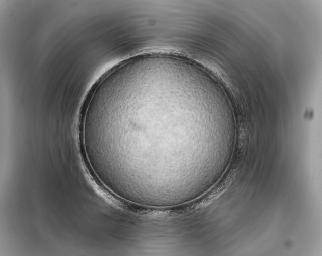 X0000099231038200805081552