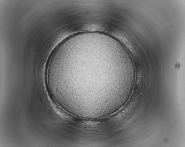 X0000099231039200805081552