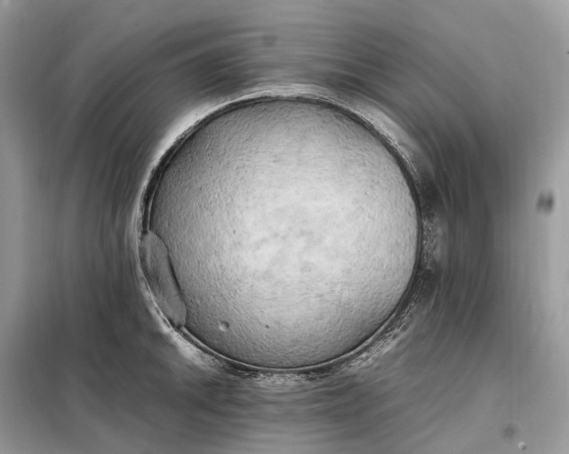 X0000099231046200805081552