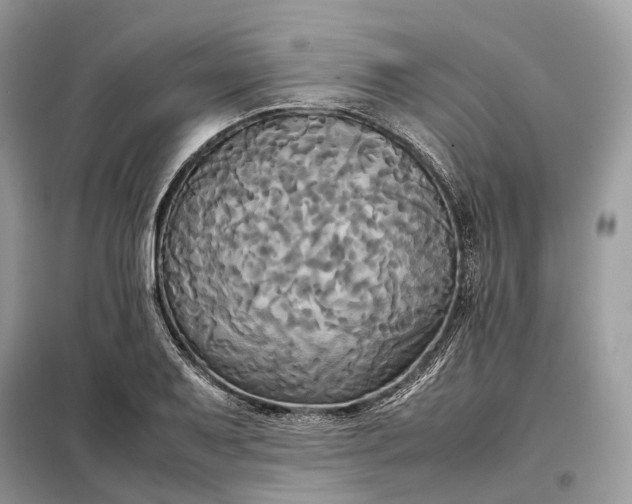 X0000099231079200805081551