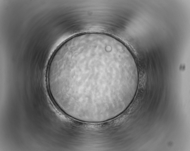 X0000099231086200805081551