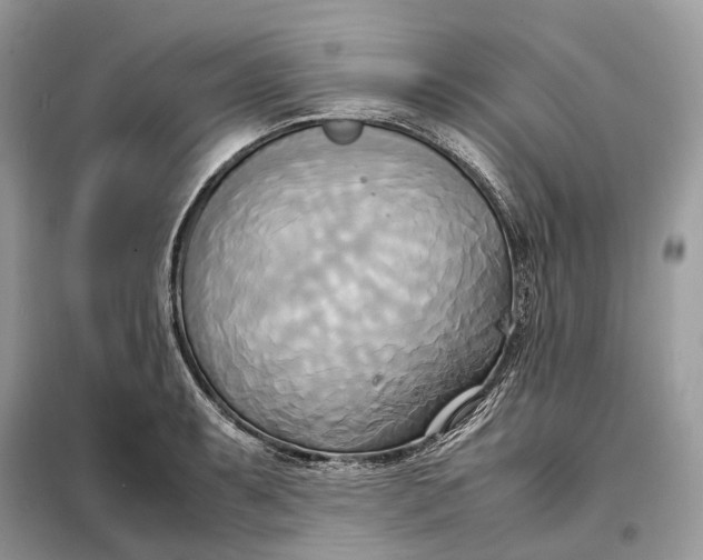 X0000099231087200805081551